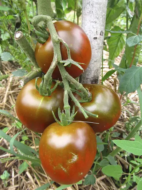 best Top  Heirloom Tomato Plants