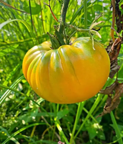 Best Heirloom Tomato Varieties