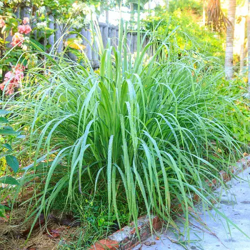 How to Grow Lemongrass in a Pot