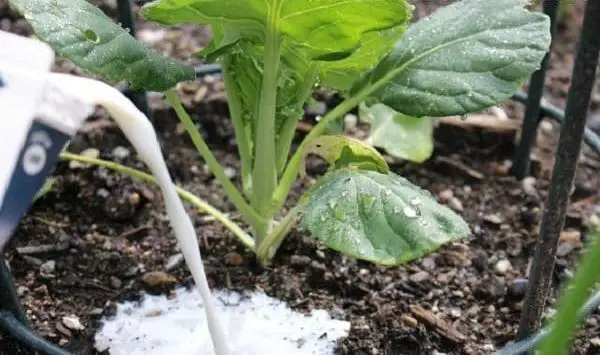 Gardening with Milk 8