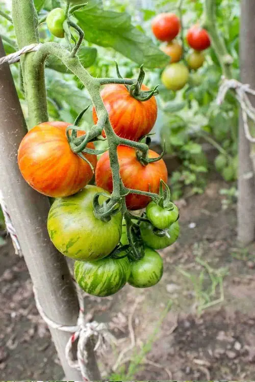 Tomatoes For Sandwiches 33