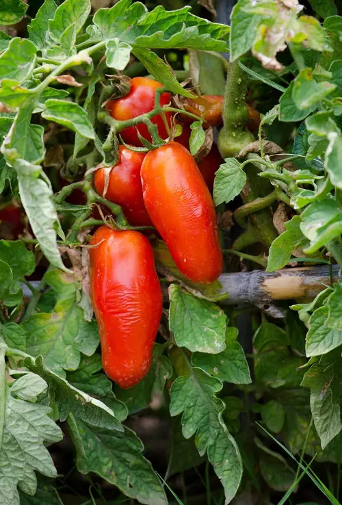 San Marzano  in garden