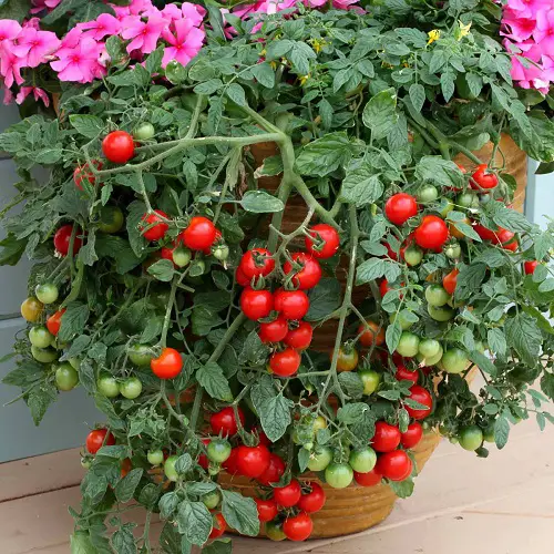 The Best Heirloom Tomatoes in contenier