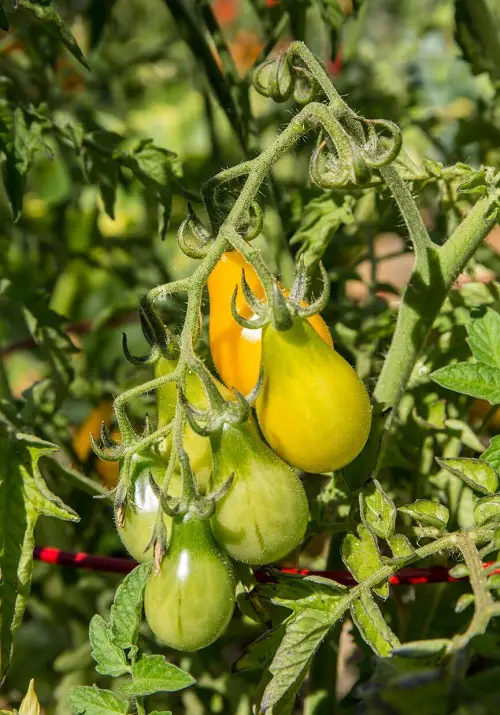 Amazing The Best Heirloom Tomatoes
