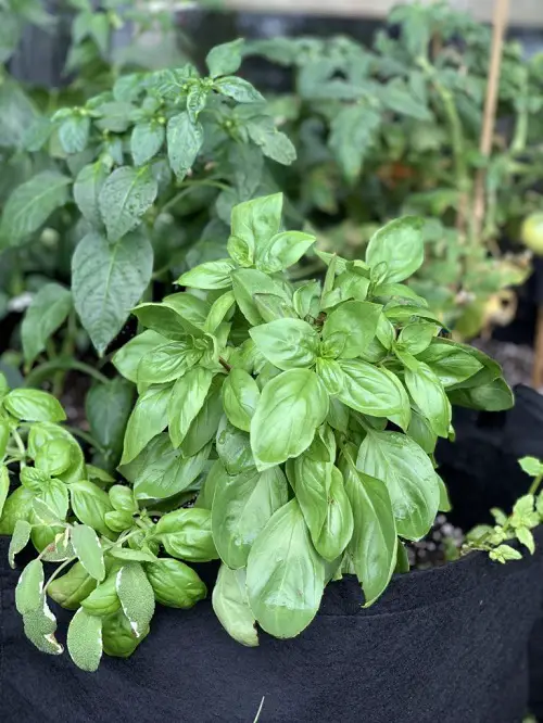 Plants To Grow For An Edible Italian Garden