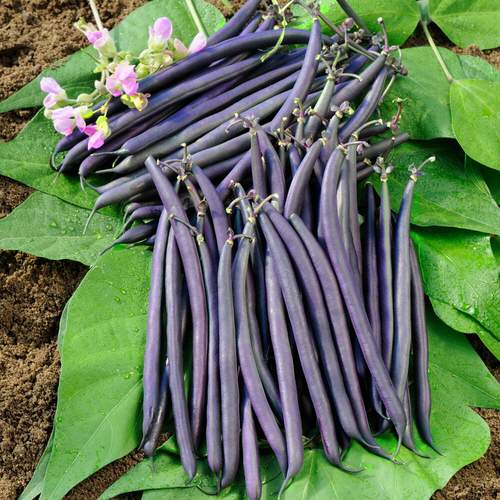 Colorful Vegetables You Need to Grow in garden