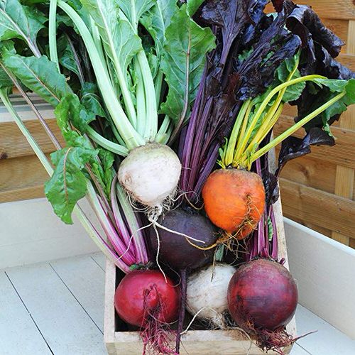 top Most Colorful Vegetables You Need to Grow