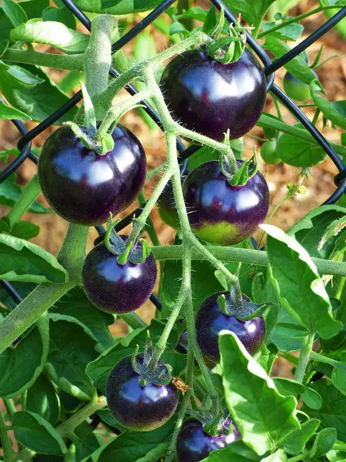 Top  Heirloom Tomato Plants in garden