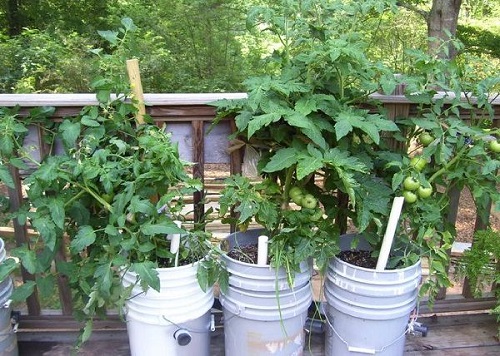 DIY Vegetable Bucket Planter
