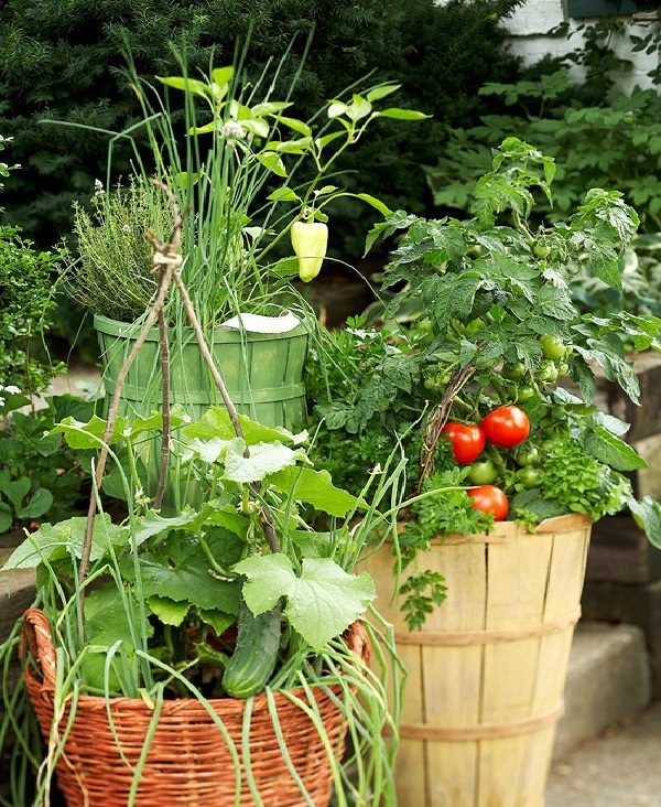 Growing Vegetables In Pots Starting A Container Vegetable Garden Balcony Garden 