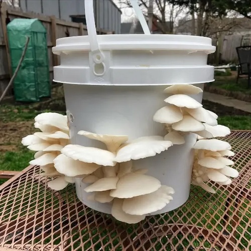Mushroom Farm in a Bucket