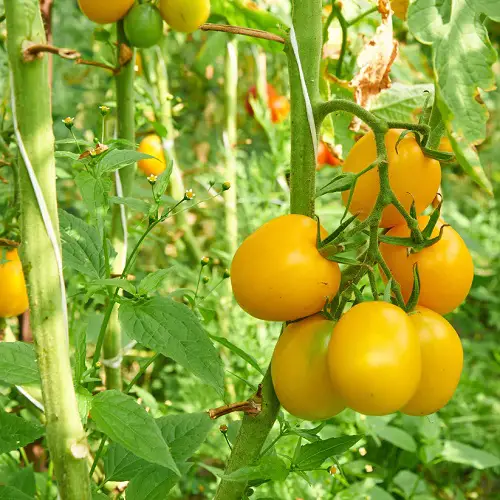 lovely Top  Heirloom Tomato Plants