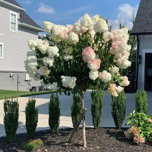 Pruning is REALLY Important!