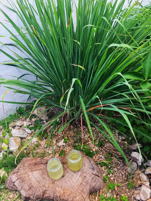 When to Grow Lemongrass