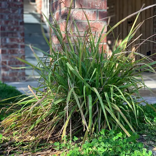 lemongrass Companion Plants with Rosemary