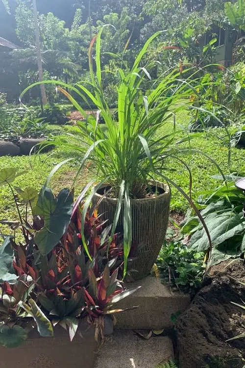 Lemon Grass Plant Care