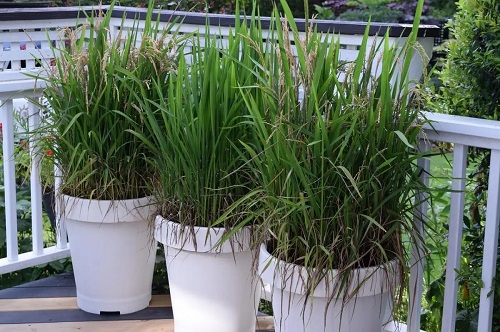 DIY Rice Planter