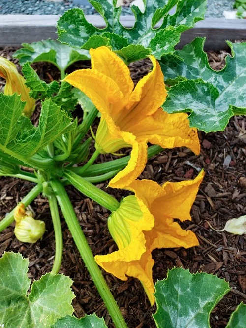 Best Plants To Plant in An Edible Italian Garden 