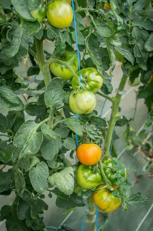 The Best Heirloom Tomatoes in pot