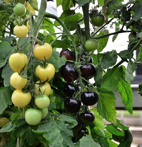 Most Colorful Vegetables in garden