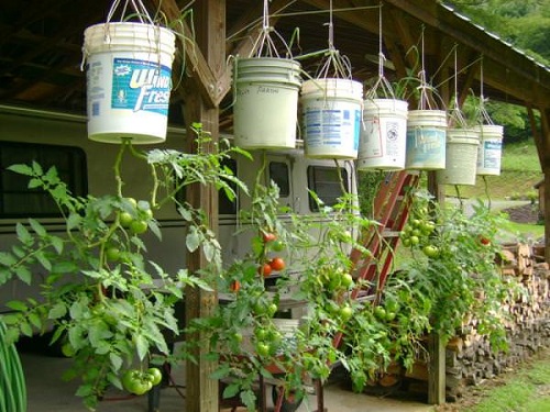 DIY Hanging Bucket Garden