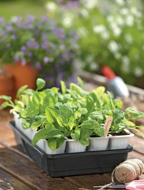 How to Start a Balcony Vegetable Garden 4