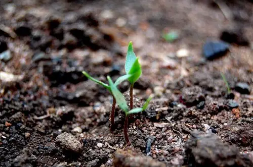 As a Stimulant of Soil Microbes