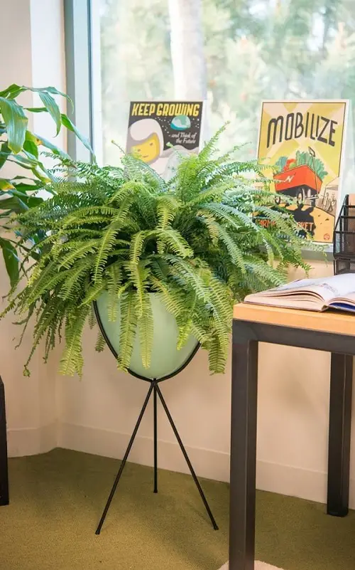 Boston fern in pot