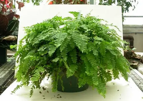 Best Ferns for Containers that Grow Indoors
