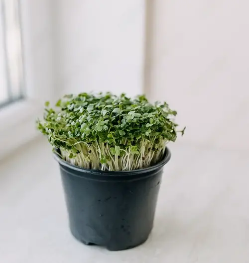 Amazing Edible Plants that Grow in Shade