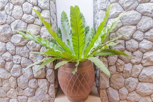 Top Ferns for Container Plants that Easily Grow Both Indoors and Outside