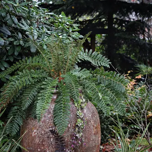 Wonderful Ferns for Indoor & Outdoor Containers that Grow Well
