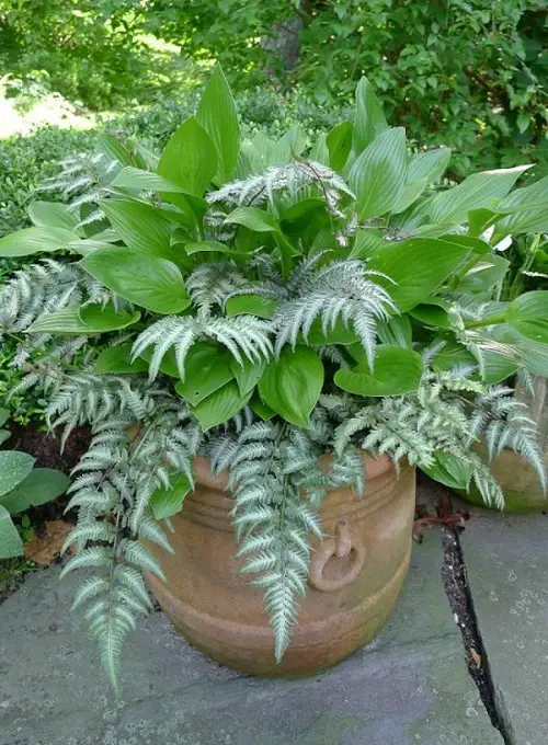 Top Ferns that Grow Well in Containers Both Indoors and Outside