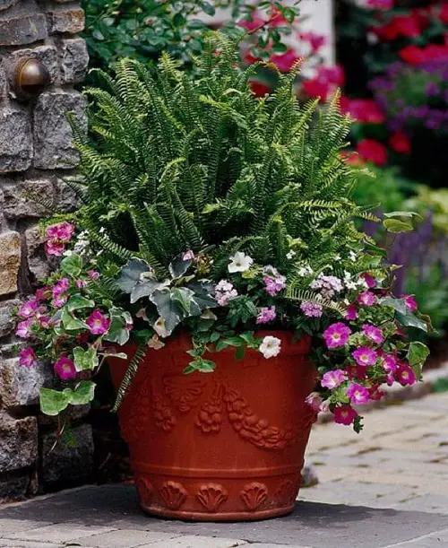 Ferns for Containers that Grow Indoors & Outdoors Easily