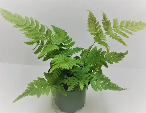 Ferns for Easy Indoor and Outdoor Growth in Containers