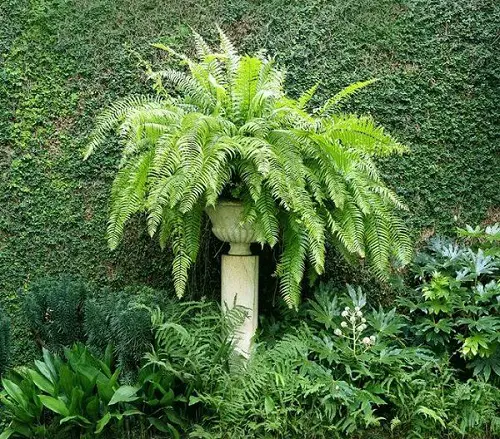 Top Ferns for Container Plants that Easily Grow Both Indoors and Outside