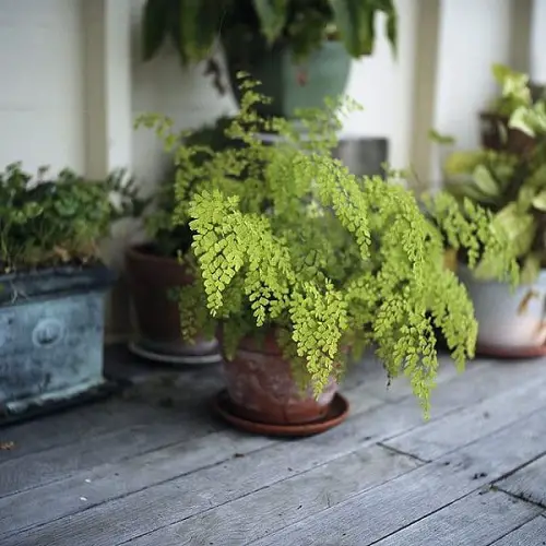 Amazing Ferns for Easy Indoor and Outdoor Growth