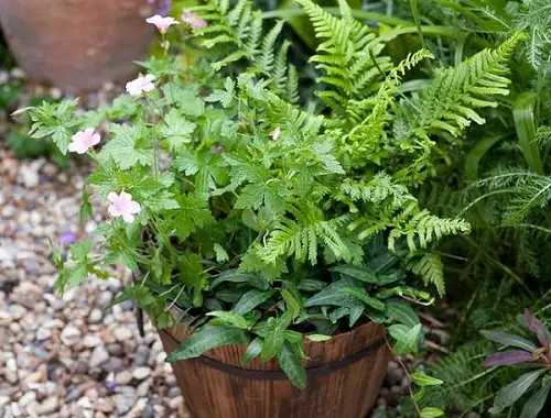 Best Ferns for Containers that Grow Outdoors Easily