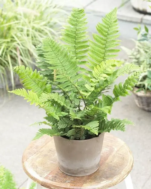 Best Ferns for Containers that Grow