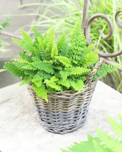 Ferns for Easy Indoor and Outdoor Growth in Containers
