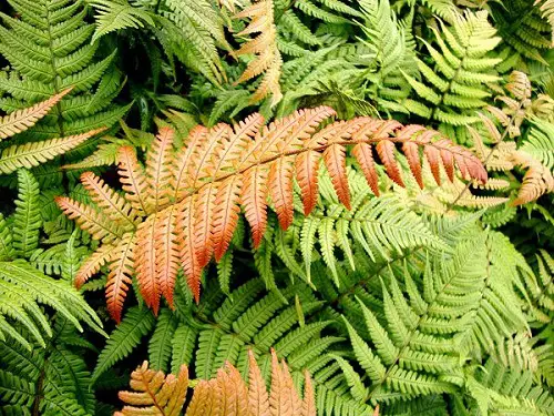 Ferns for Containers that Grow