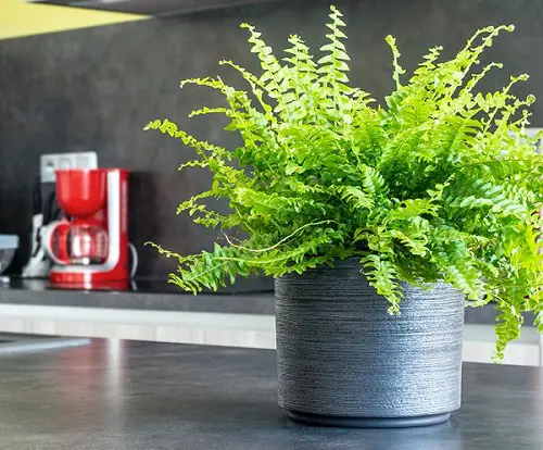 Ferns for Container Plants that Easily Grow Indoors