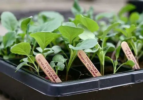 Glycerin Uses in the Garden As a Seed Germination Stimulant