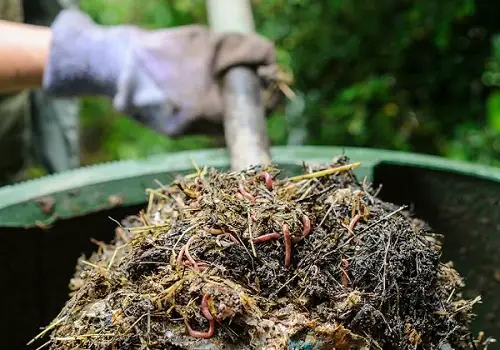 Glycerin Uses in the Garden