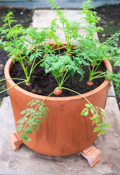 Varieties of Carrot Suitable for Containers