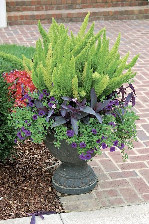 container fern ferns foxtail asparagus plant containers garden outdoors grow plants pot purple indoors outdoor potted indoor flowers heart easily