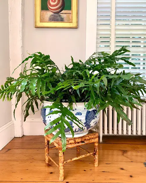 lovely indoor and outdoor-growing ferns for containers