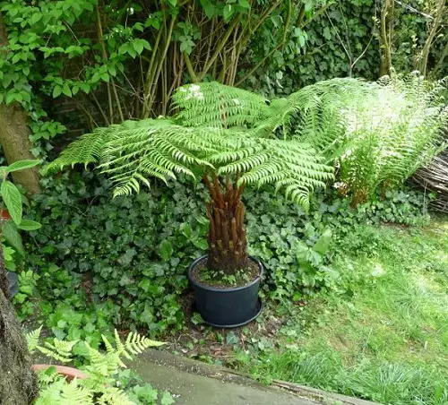 Ferns that Grow Well in Containers Outside
