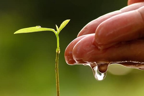 As a Moisture Enhancer