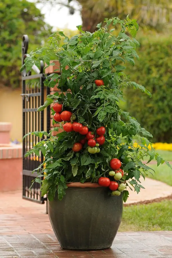 Tomatoes in Containers 2